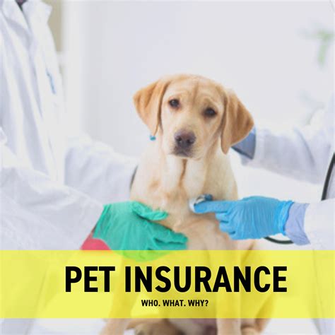 h&m pet insurance.